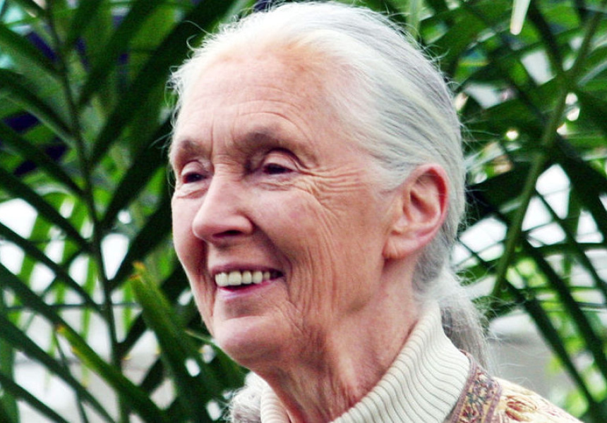 Dr Jane Goodall is Coming to Australia