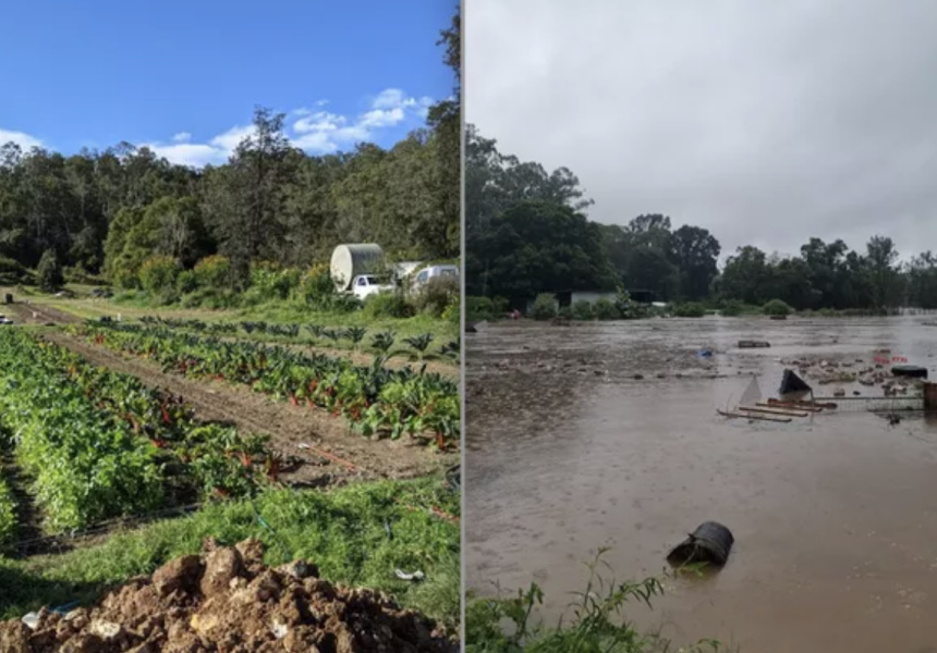 “One by One, I Saw Each of Our Buildings Get Crushed and Float Away”: Brisbane’s Specialist Growers Devastated by Floods