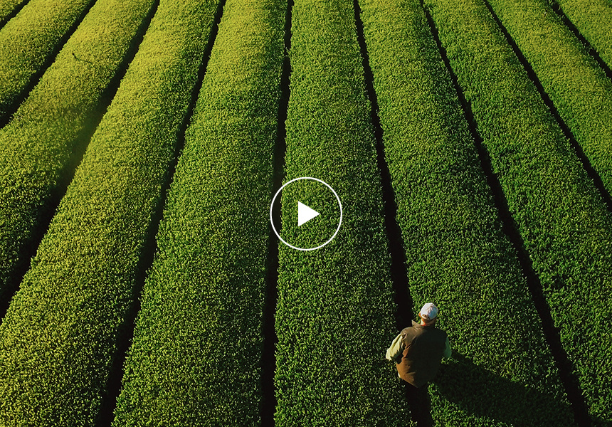 Above All Else Growing Green Tea in Australia