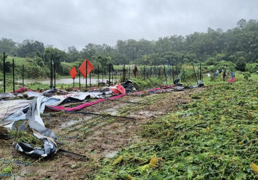 “One by One, I Saw Each of Our Buildings Get Crushed and Float Away”: Brisbane’s Specialist Growers Devastated by Floods