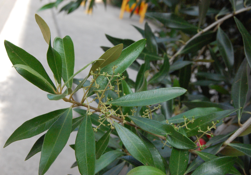 Where to Find and Pick Wild Olives in Sydney