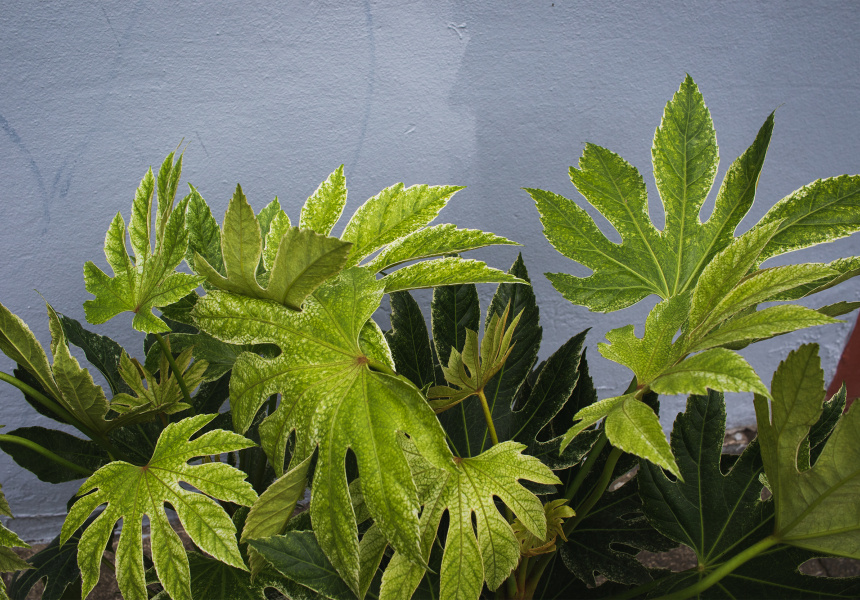 PopUp Christmas Plant Sale by Vasette