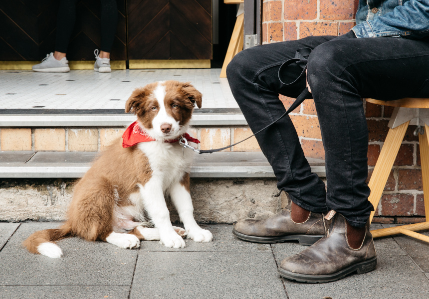 Best Dog-Friendly Cafes in Sydney