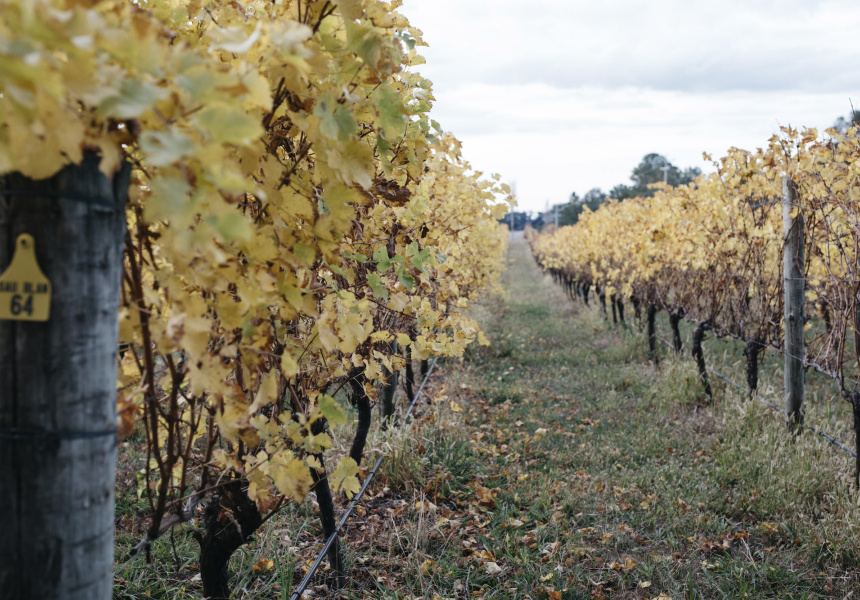 Ross Hill Wines
