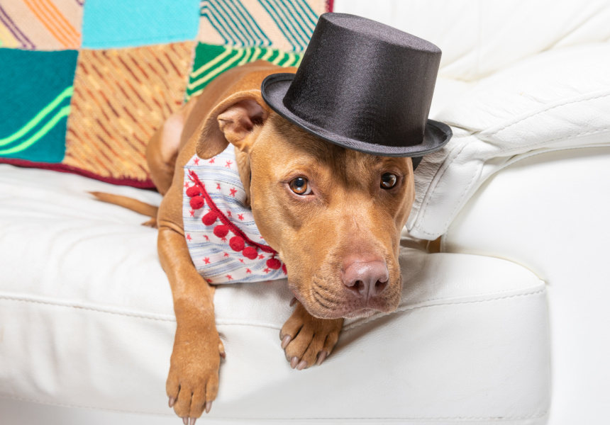 Sunday Sessions Pet Portrait Fundraiser