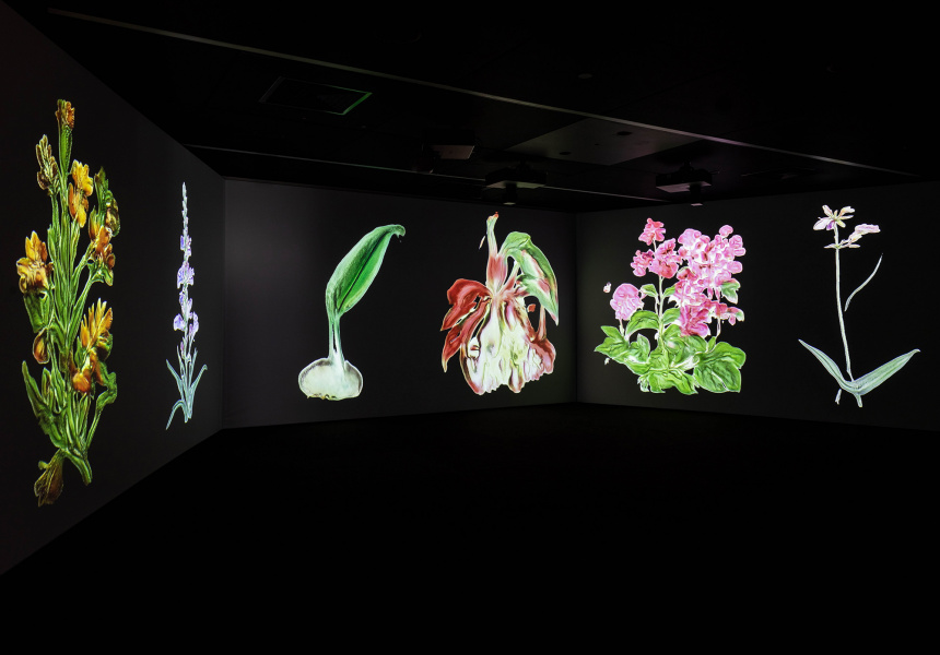 Caroline Rothwell, Infinite Herbarium. Installation view at Museum of Contemporary Art.
