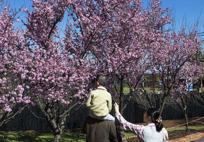 Sydney Cherry Blossom Festival 2022