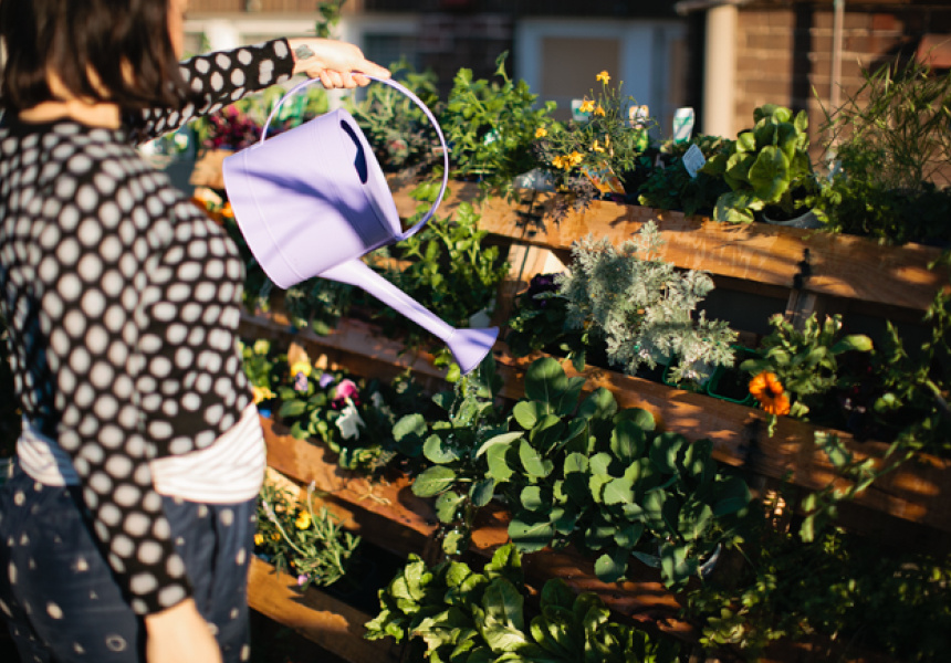 How Does Your Rooftop Garden Grow?