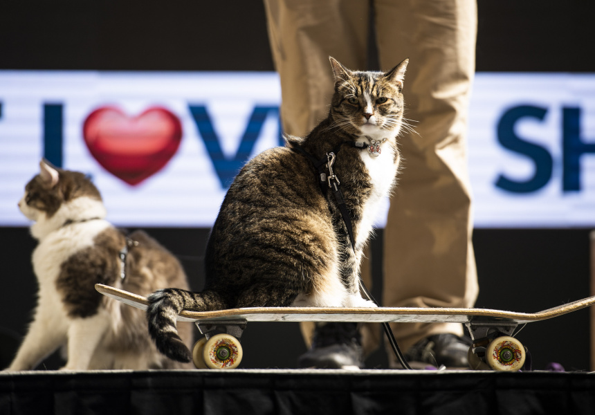 Gallery The Cat Lovers Show 2019