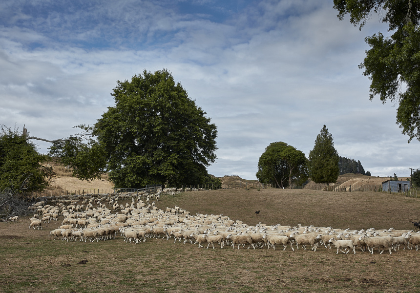 Hamilton to Taranaki Road Trip 
