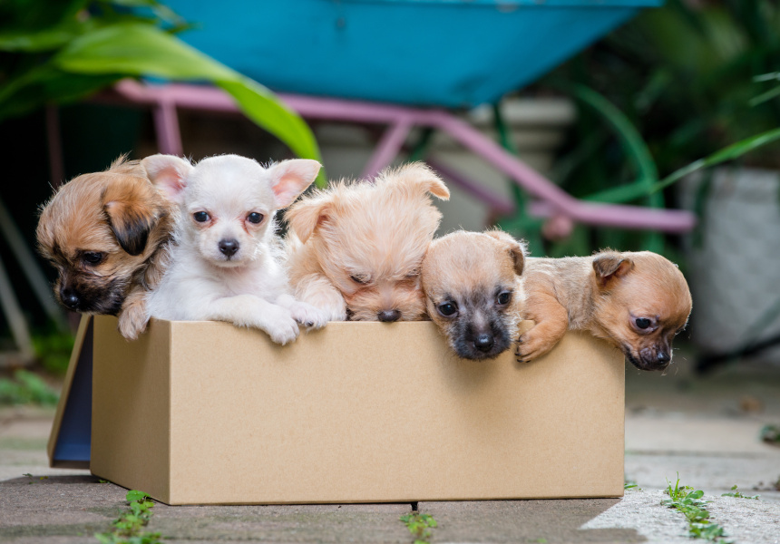 Adopt a Pet for National Pet Adoption Day