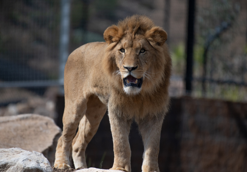 Karoo the lion
