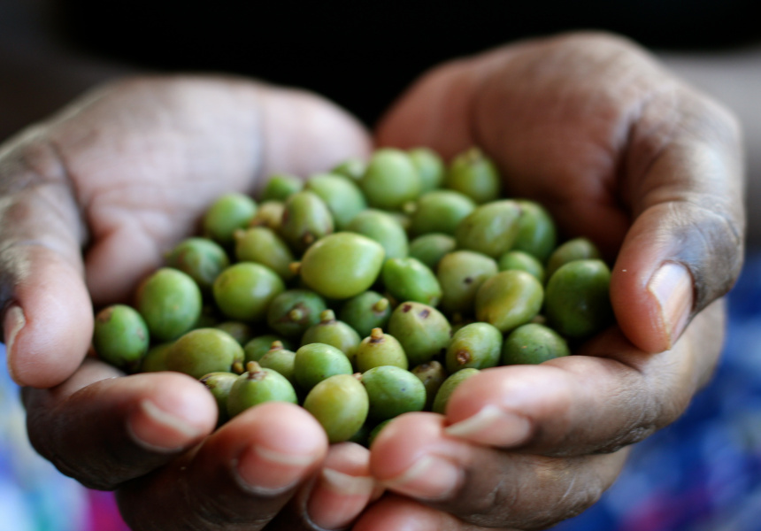 Kakadu plums
