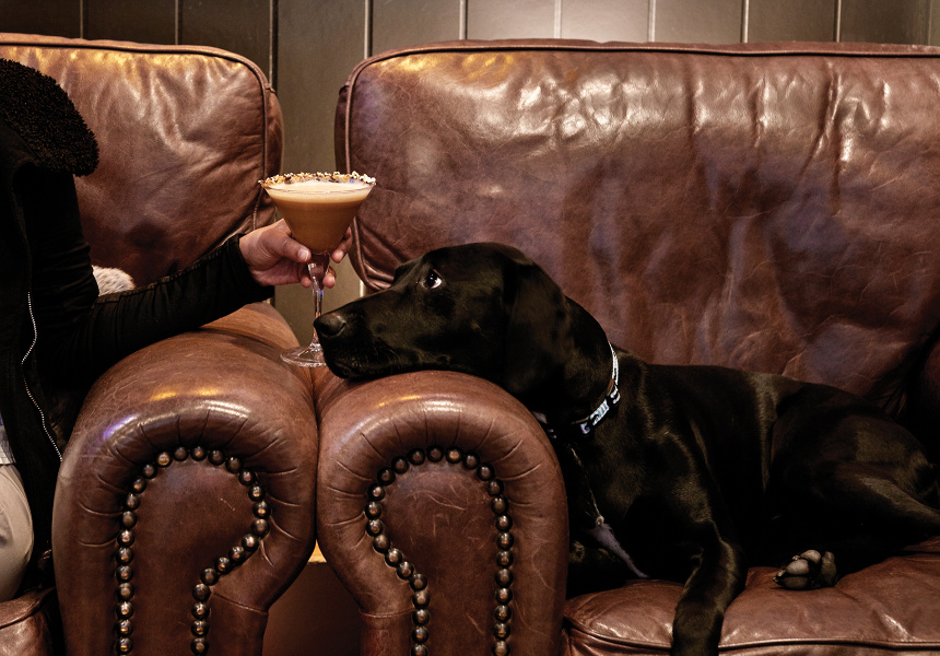 A Cocktail Lounge for You and Your Dog