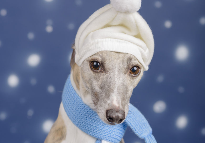 Get Glamour Shots of Your Dog This Weekend