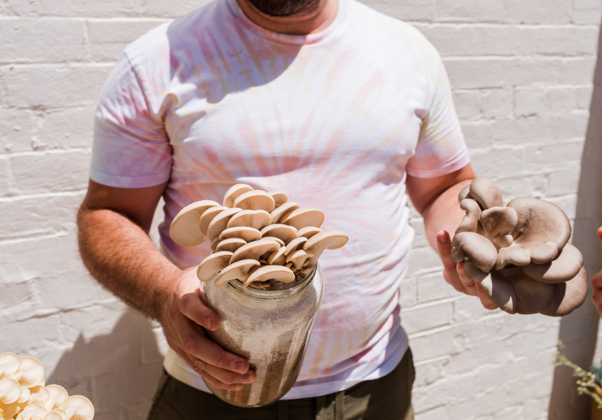 Out of the Bag Urban Mushroom Farm Westside Mushies Is Scrapping