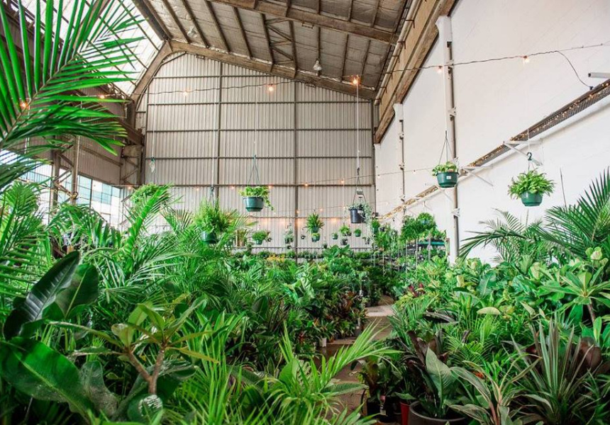 Mega Indoor Plant Sale in the ’Burbs
