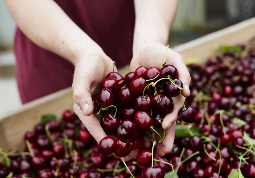 Pick Your Own Cherries Along the Cherry Trail