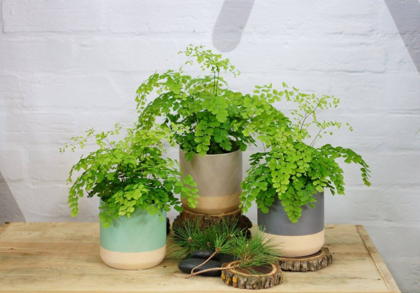 Folia House Plant Sale