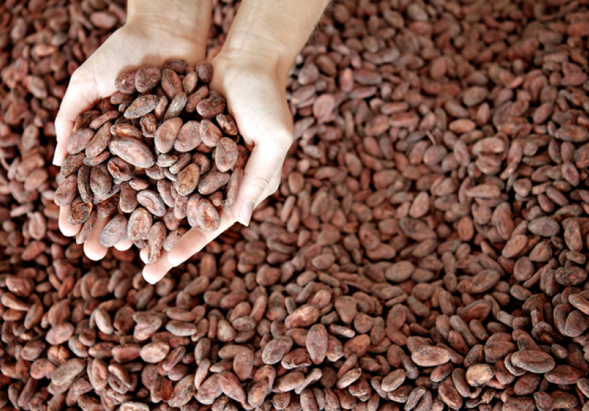 Cacao beans
