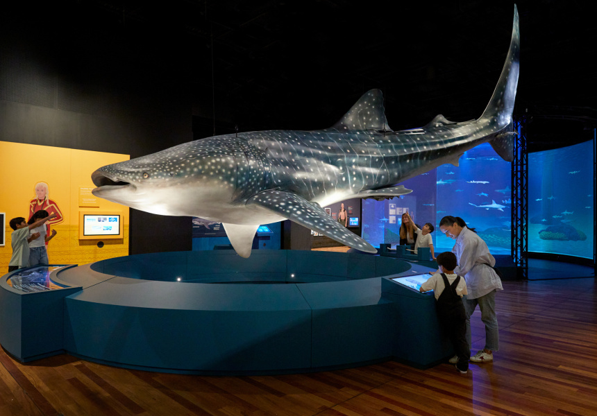 It’s Your Last Chance to Catch Sharks at the Australian Museum