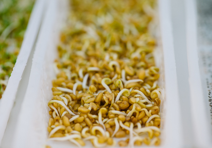 Sprouting A True Superfood