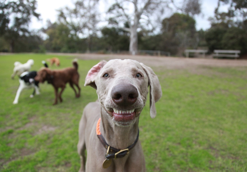 Let the Dogs Out: Eight New Off-Leash Parks Are Planned for Melbourne