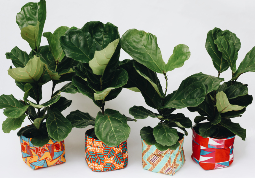 Leaf Supply Sydney’s New PlantDelivery Service