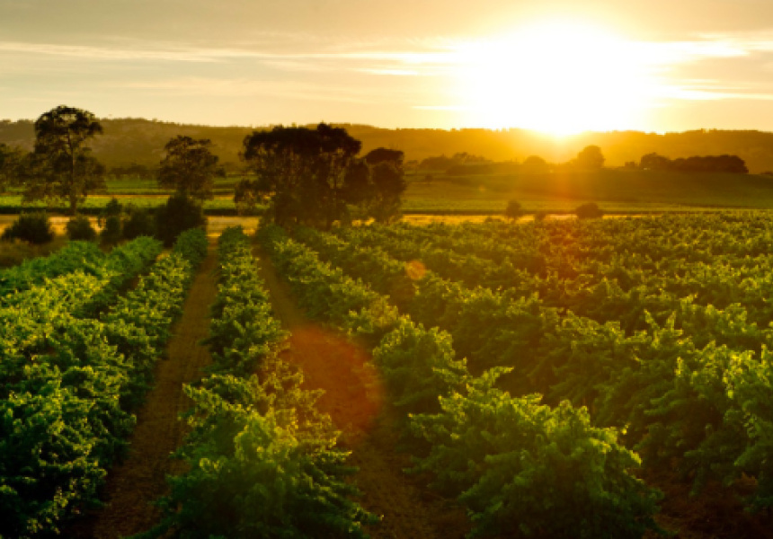 Get Ready For Hot Dub Wine Machine in the Hunter Valley