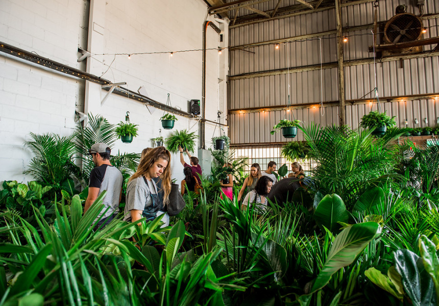 Jungle Collective Plant Sale