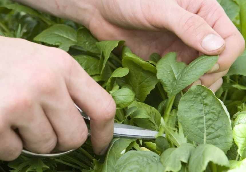 The Gardening Chef