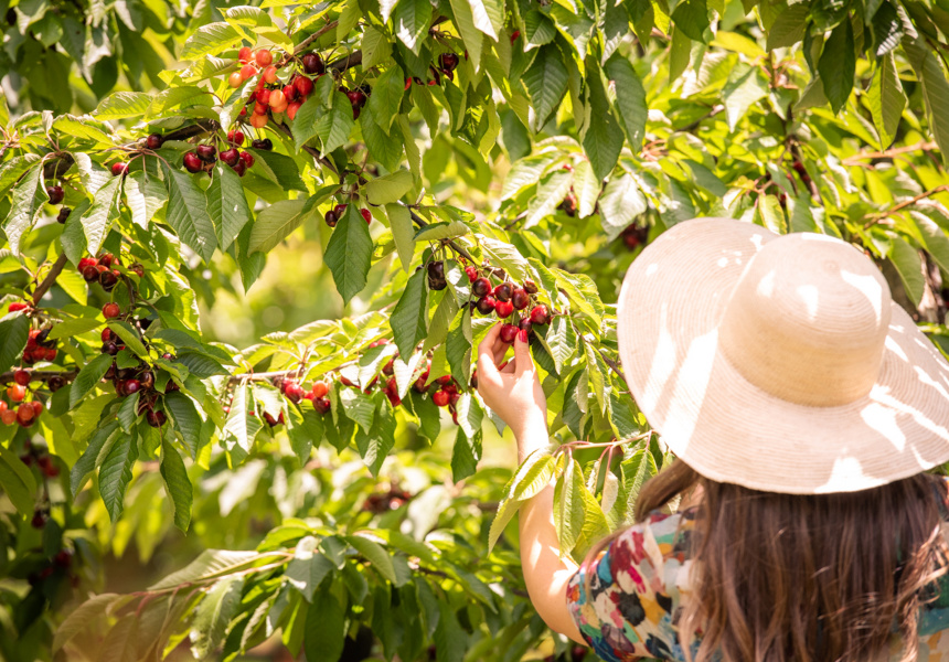 Cherry Picking Festival 2021 at Cherryhill Orchards