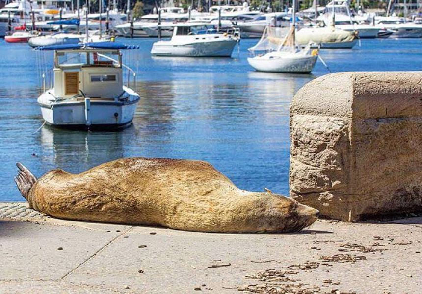 Seal Ya Soon
