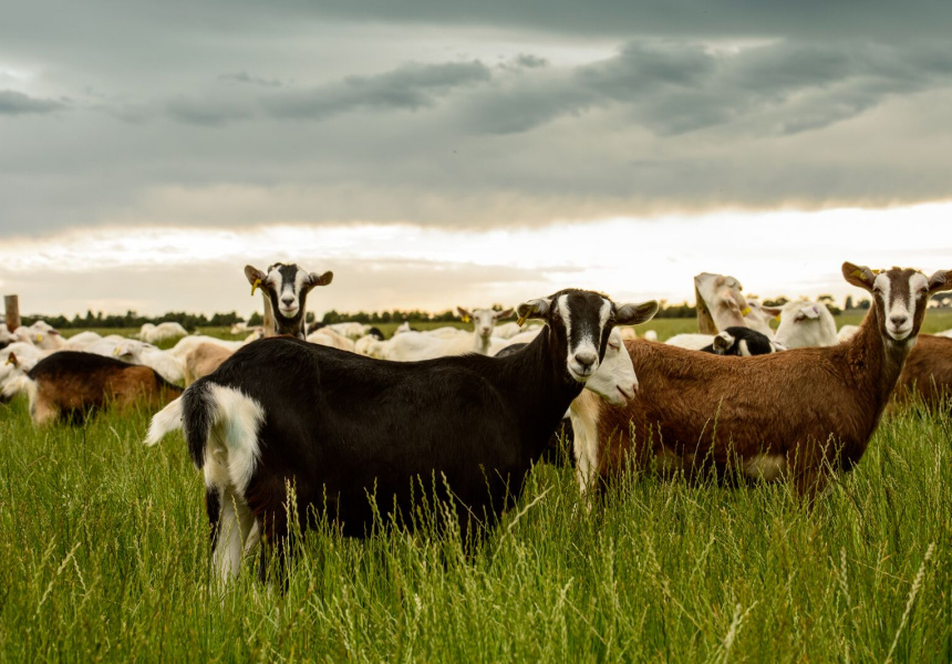 Meredith Dairy Bucket Bonanza Sale 2018