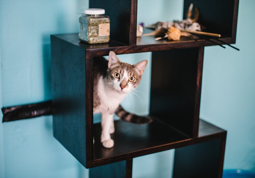 The Lost Dogs’ Home Wants You to Adopt a Feline Tonight