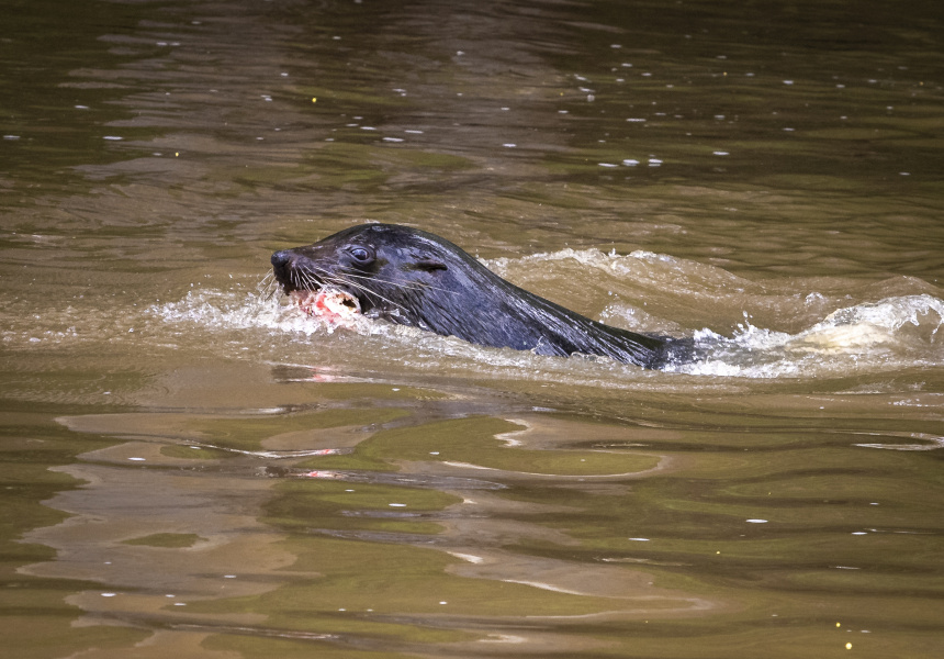 Keep Up With Salvatore the Seal Using This Cute Instagram Account