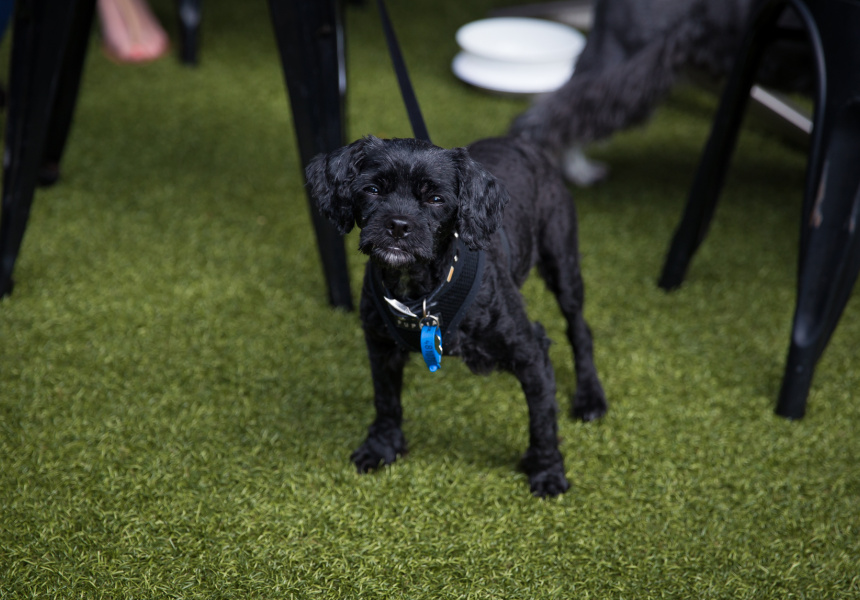 Gallery: Dogs of Broadsheet 2017 Edition