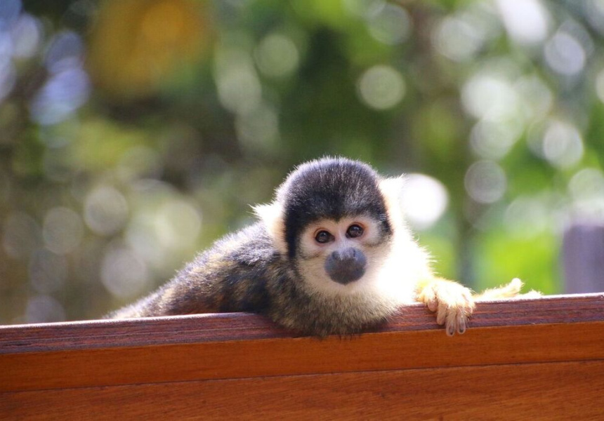 Sydney's First Squirrel Monkey Jungle Walk