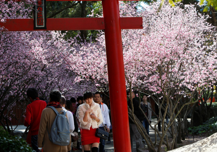 The Cherry Blossom Festival Brings Japan to Sydney