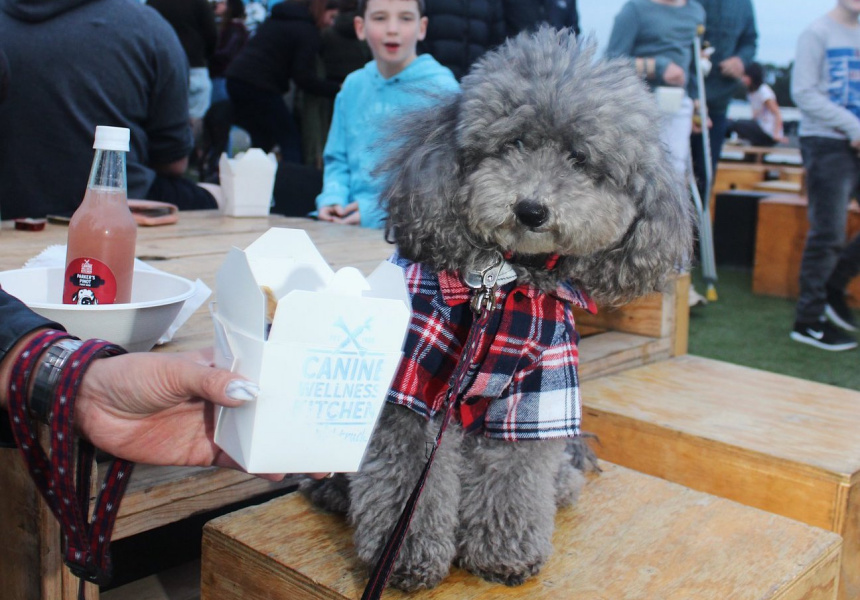 coburg-doggy-drive-in-festival