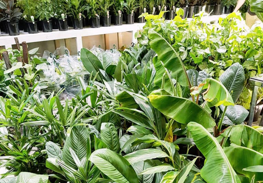 Greener House Nursery Indoorplant Sale