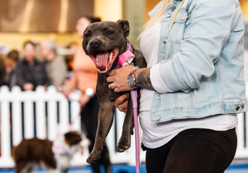 Gallery The Dog Lovers Show Melbourne 2019