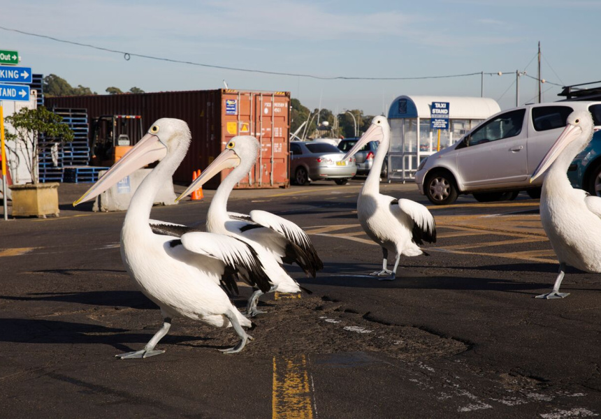 Sydney’s First Online Fish Market 