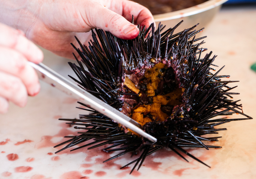 Sea Urchin An Explainer Broadsheet