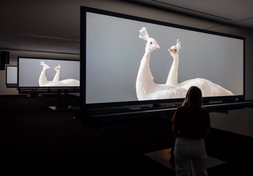 Eight Exhibitions to See in Sydney This Summer | Broadsheet
