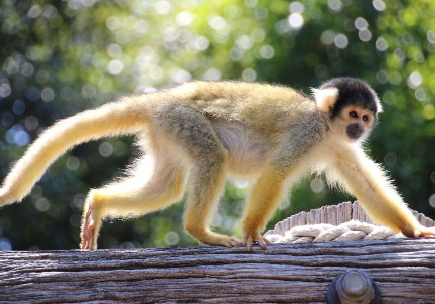 Sydney's First Squirrel Monkey Jungle Walk