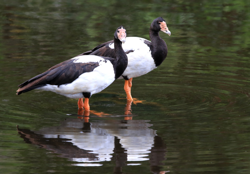 Magpie geese
