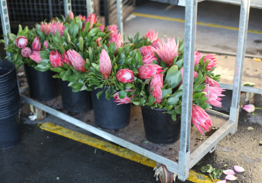 Hip Florals A Tour of Sydney’s Flower Market