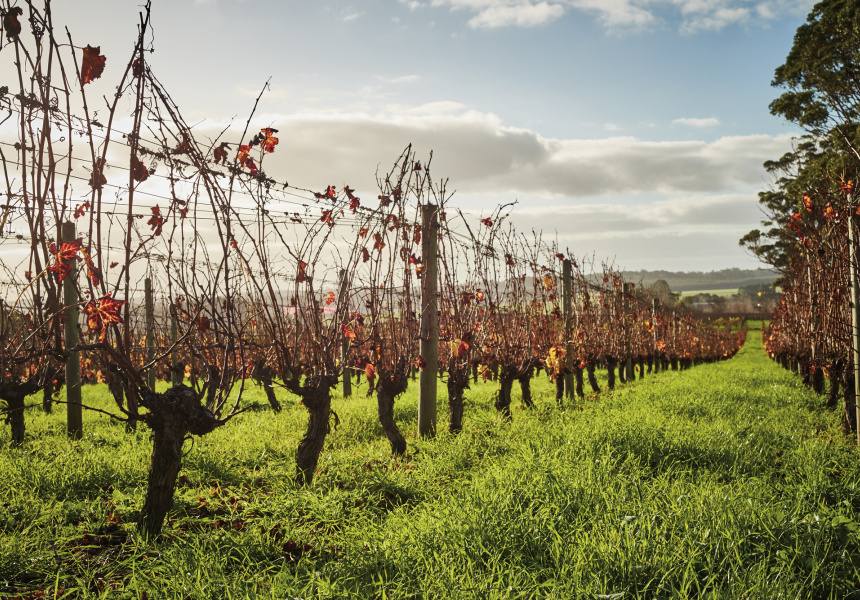 Five Southern Forests Wines to Drink This Winter