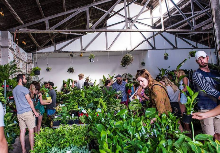 Jungle Collective Plant Sale